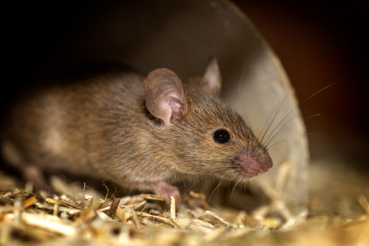 Gros plan d'une souris domestique (Mus musculus) dans une maison